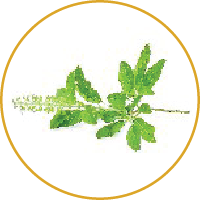 Herbal Hair Shampoo