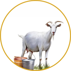 Goat milk - locks in moisture